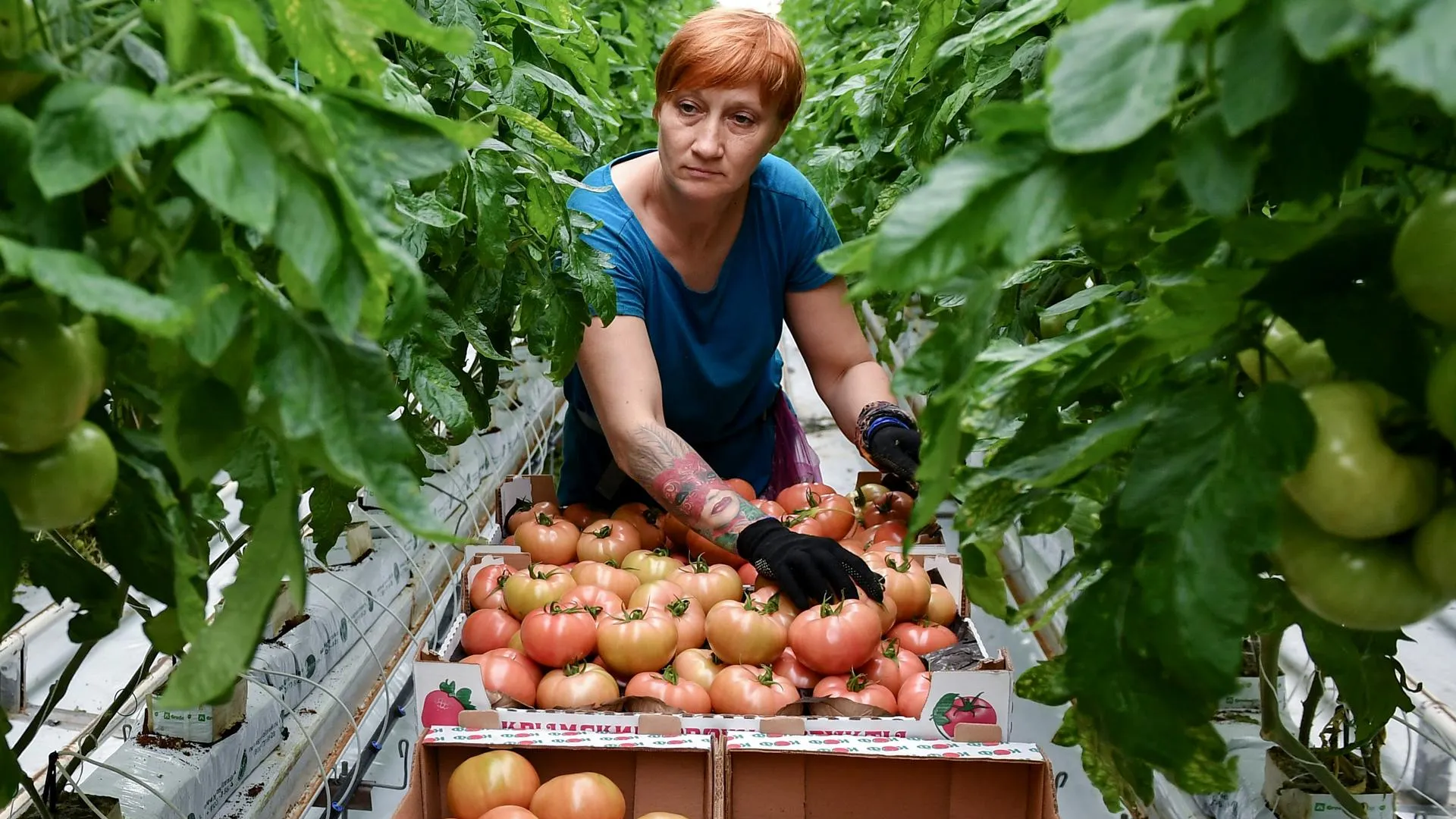 «Научный центр овощеводства» Подмосковья продемонстрировал свои достижения в селекции