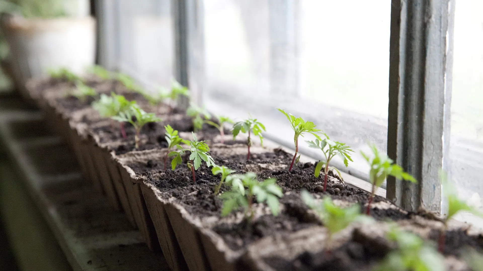 Эксперты назвали главные ошибки, которые губят рассаду огородников