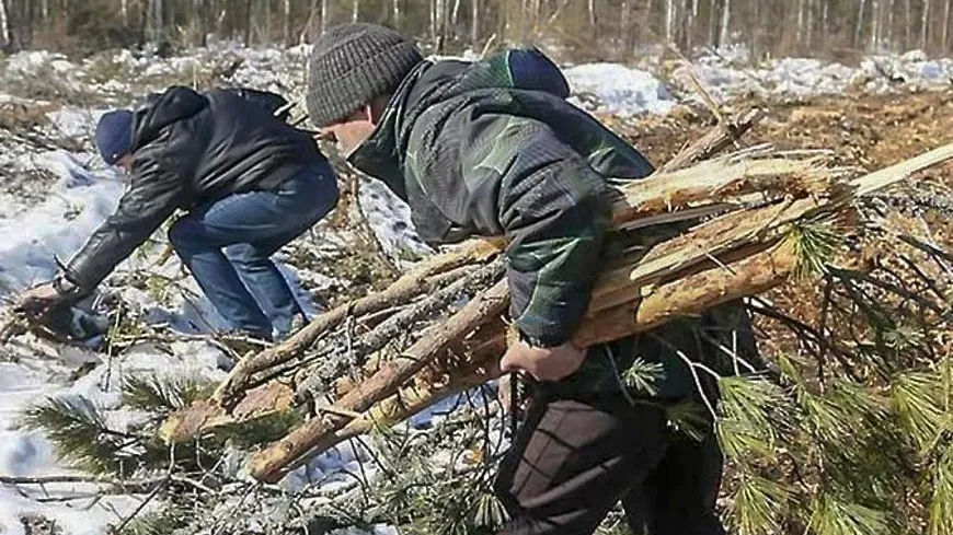 Более 1,2 тыс жителей Подмосковья приняли участие в акции «Чистый лес» в этом году