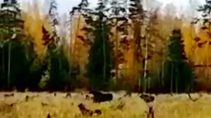 В Подмосковье лесничие встретили лосиху и ее детеныша