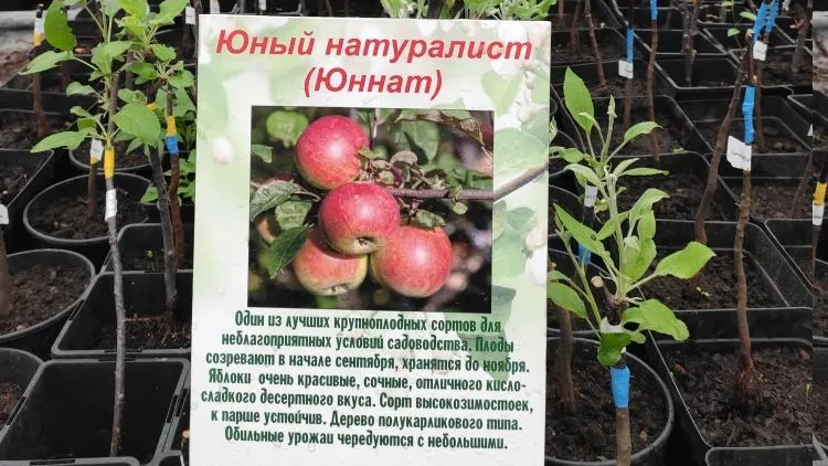 Около 500 черенков яблони передал монастырь в Ивантеевский лесопитомник