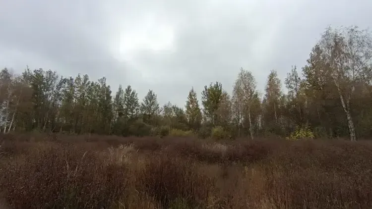 Самый бюджетный участок реализовали на торгах в округе Шатура за неделю