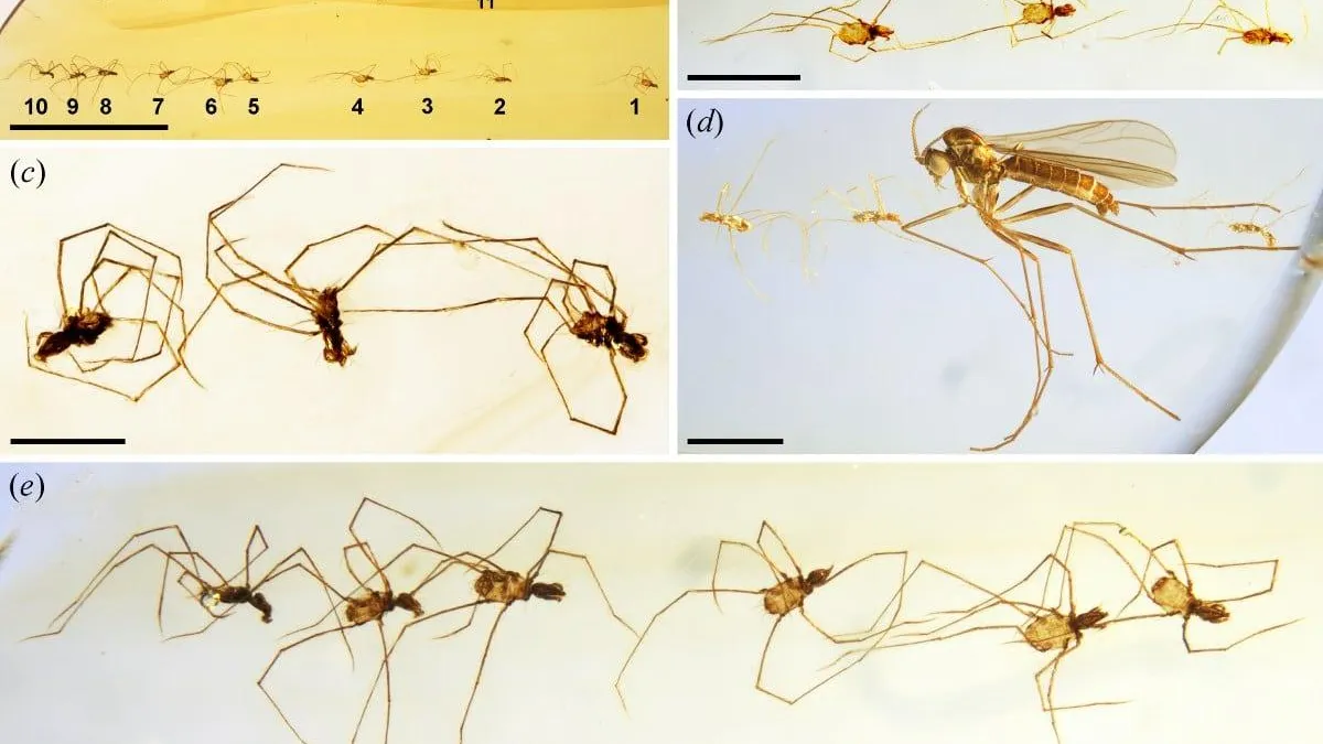 Xuan et al., 2026