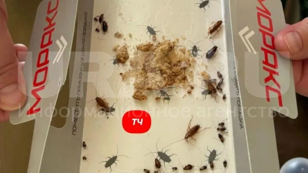 Тараканы ползают по спящим детям в больнице под Челябинском