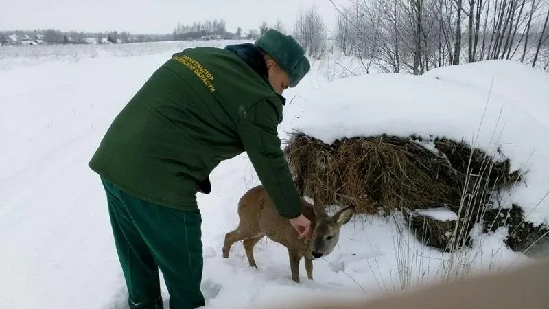 Молодую косулю спасли от стаи бродячих собак в Шаховской