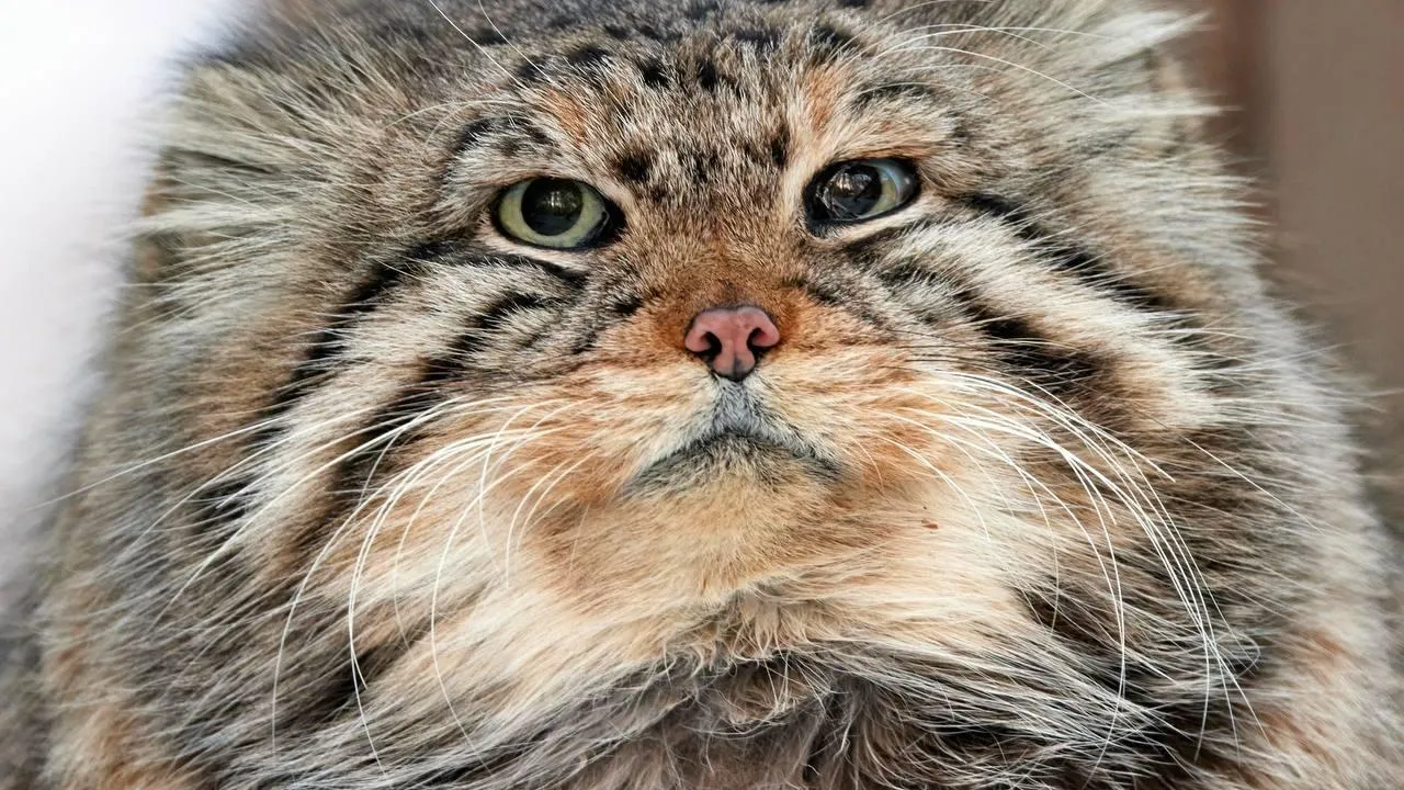 Были в почтенном возрасте: манулы-старейшины умерли в Новосибирском зоопарке