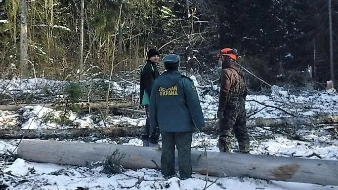 Лесничие проводят сплошную санитарную рубку вблизи деревни Наро‑Фоминского округа
