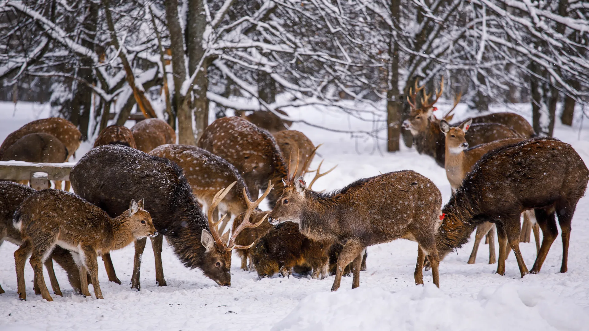 Лоси в городах и на дорогах: нашествие сохатых наблюдают в Подмосковье