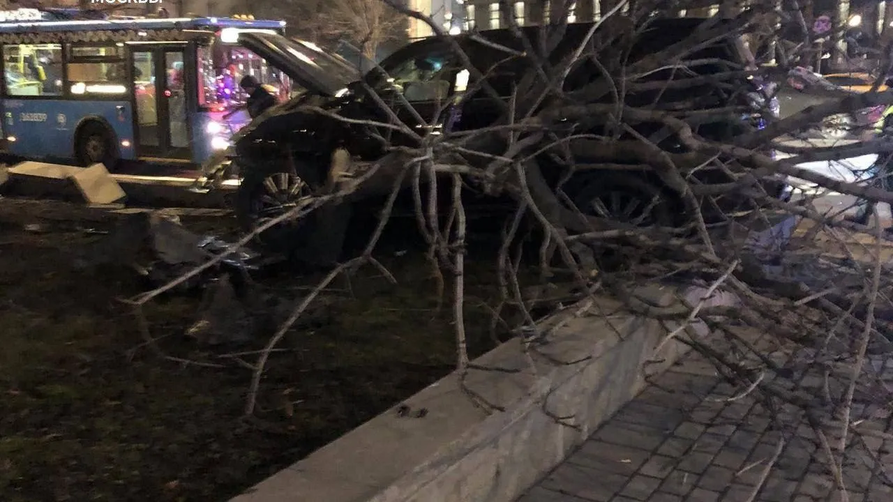 Каштан наказал «Лексус». Водитель уничтожил дерево и попал на деньги