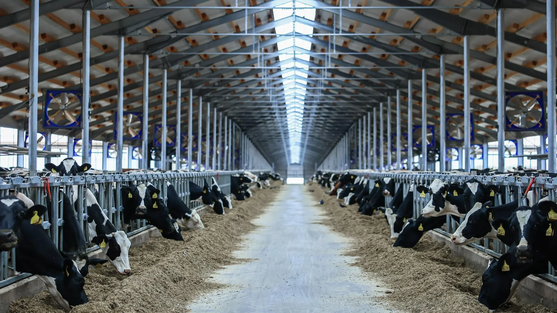 Аграрии Подмосковья получили 5,2 млрд рублей господдержки в 2025 году