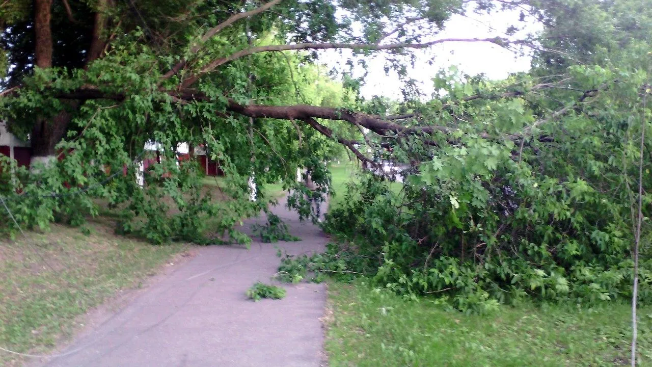 Дерево упало в поселке Томилино из‑за ветра