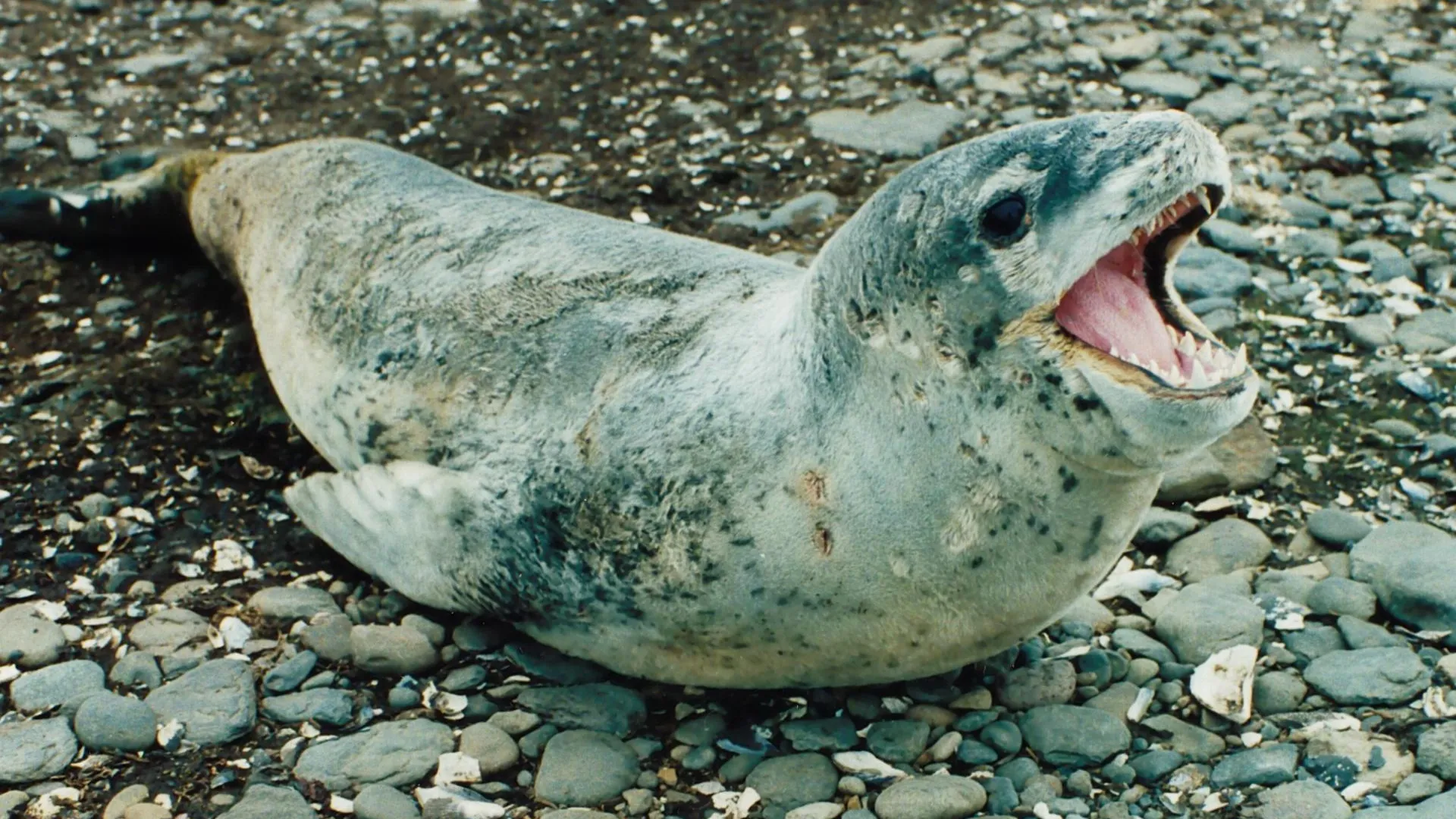 B.navez - Kerguelen - 1999,CC BY-SA 3.0