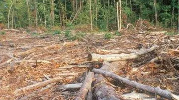 Жители Балашихи пожаловались на сильный запах гари из‑за сжигания порубочных остатков