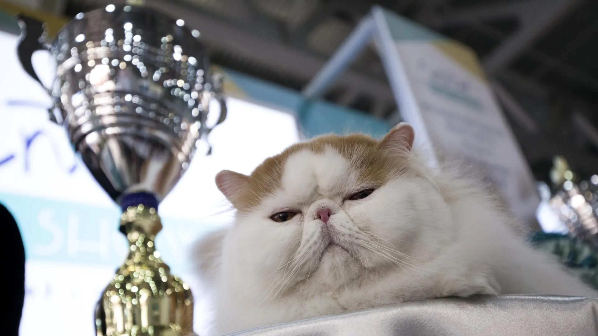 В Красногорске прошла международная выставка кошек WINTER CAT SHOW 2022