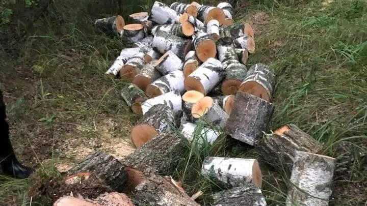 Жителей Подольска предупредили об уголовной ответственности за незаконную рубку деревьев