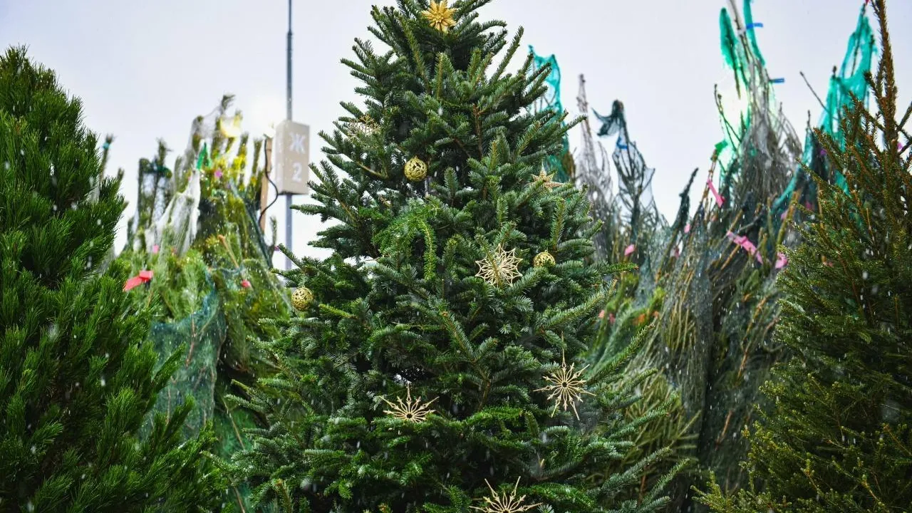 Специалисты Минсельхозпрода объяснили, как выбрать свежую елку к празднику