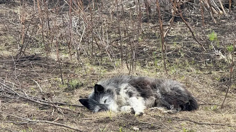 Верный пес ждет погибшего на пожаре хозяина на пепелище дома в Башкирии