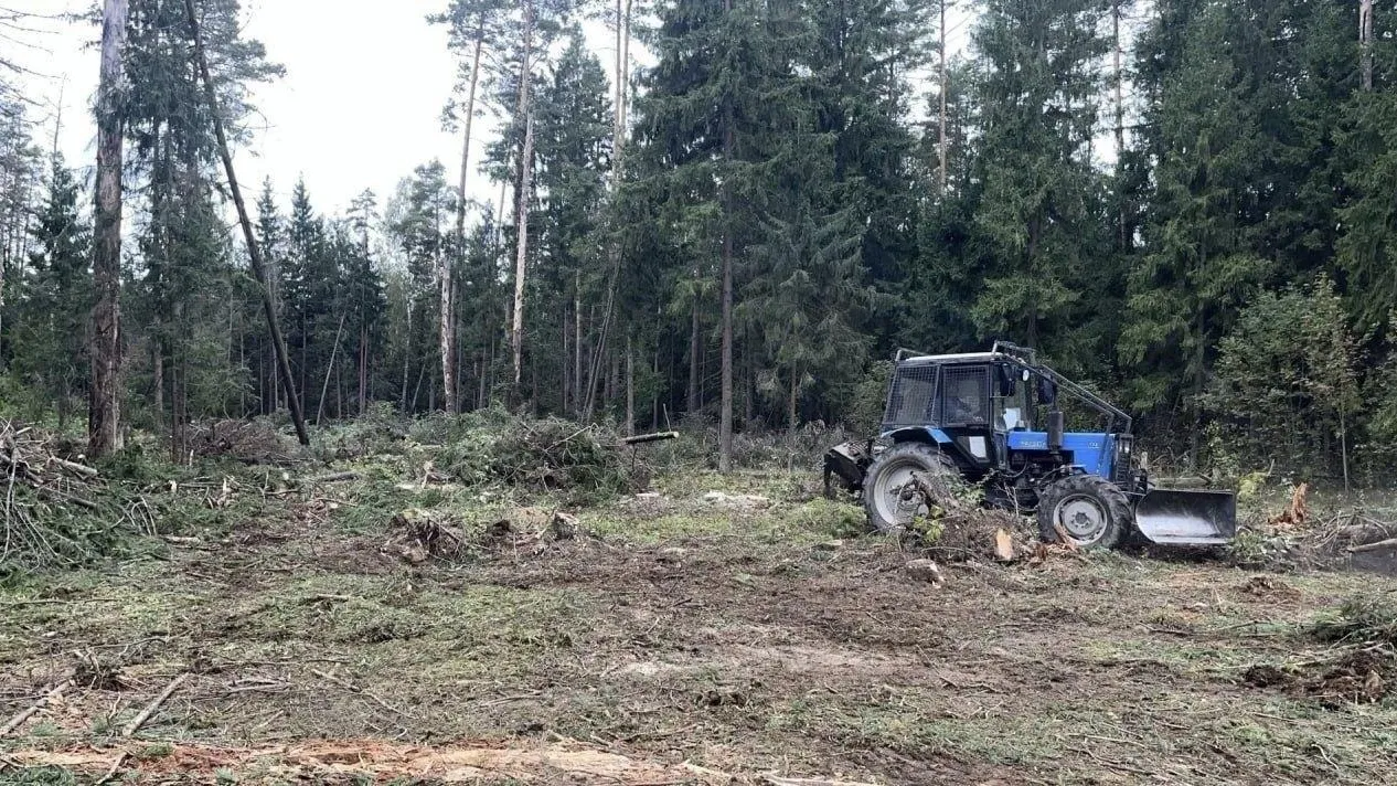 В Орехово-Зуевском лесничестве проводятся санитарно-оздоровительные мероприятия