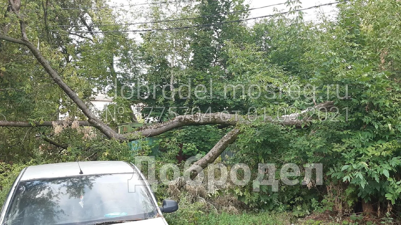 Аварийное дерево убрали в деревне Федурново Балашихи