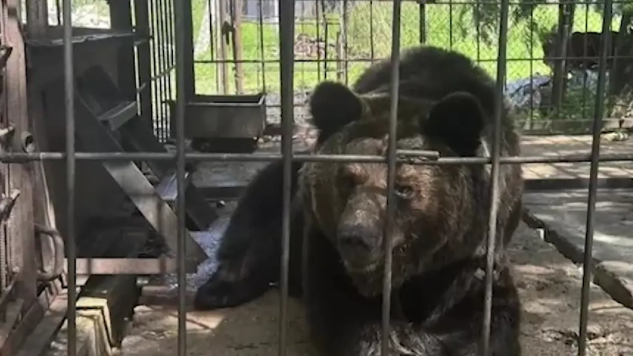 Обессилевшего медведя держат в клетке у кафе под Хабаровском