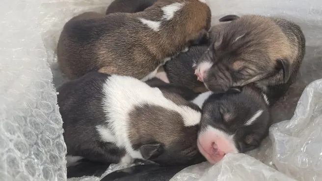 Стаю щенят завернули в пакет и бросили на мусорку в Волгограде