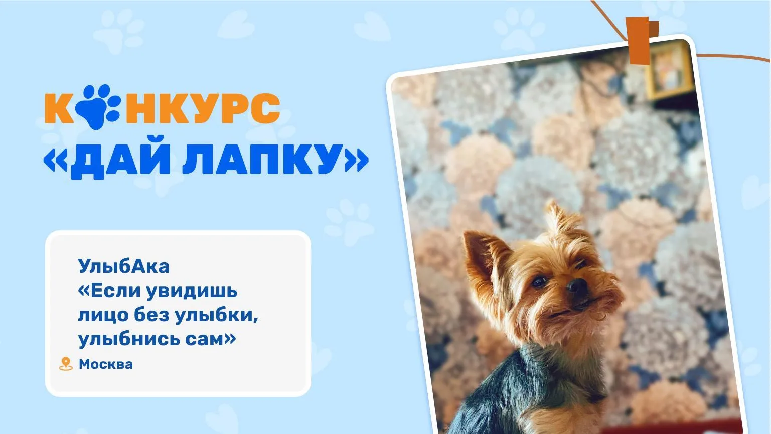 Жителей Подмосковья и их питомцев приглашают поучаствовать в фотоконкурсе от МосОблЕИРЦ