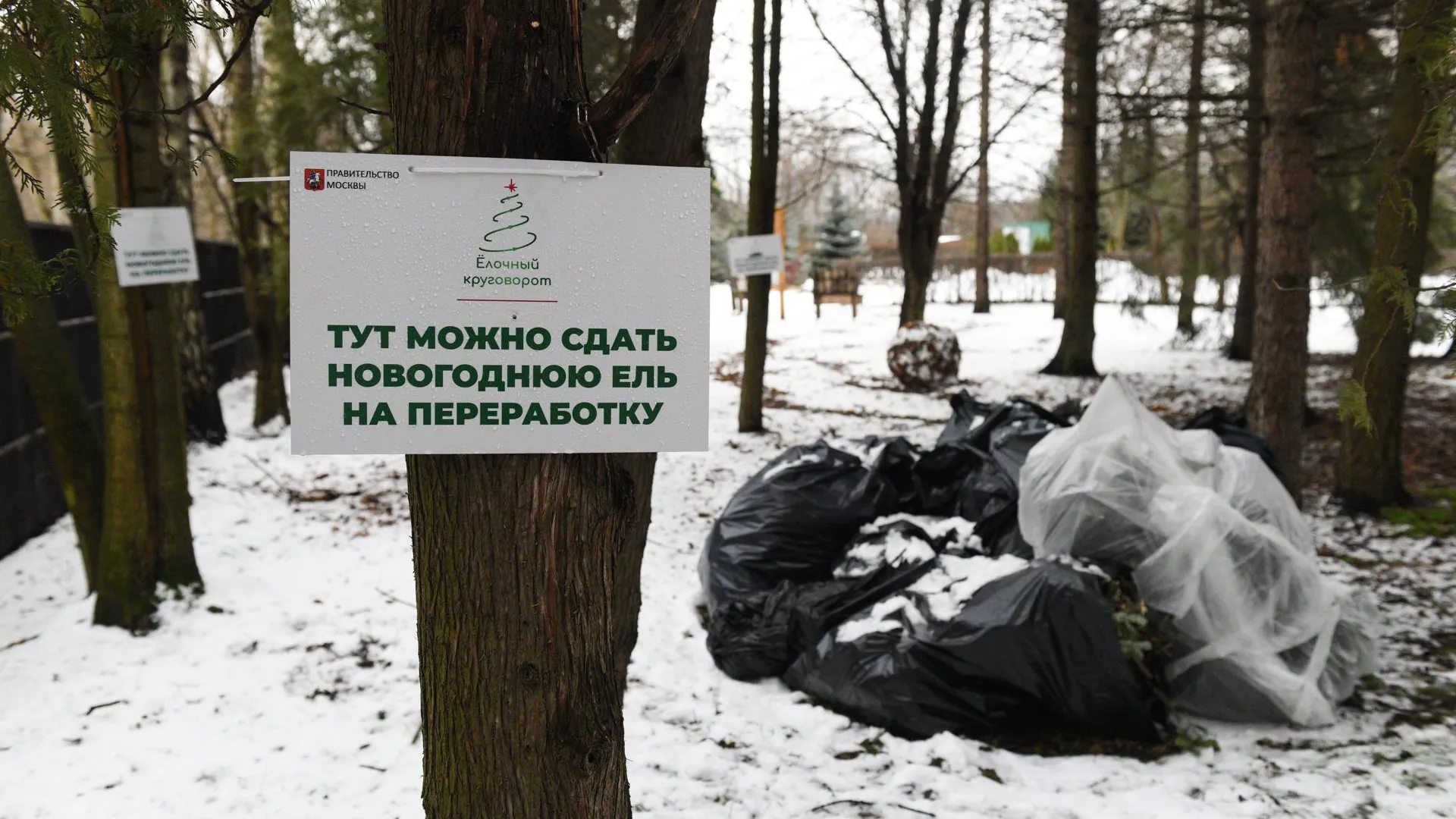 Жители Подмосковья сдали на переработку рекордное количество новогодних елок