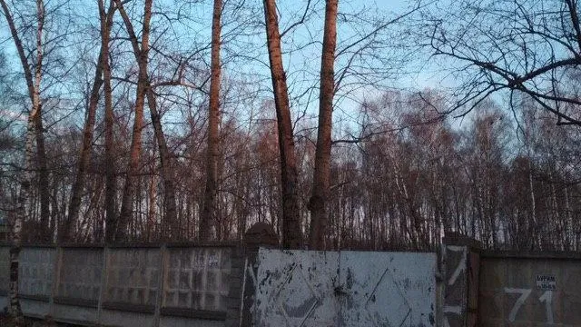В Подольске убрали дерево, повисшее на проводах