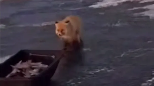 Лиса пыталась стащить сани с рыбой под Астаной