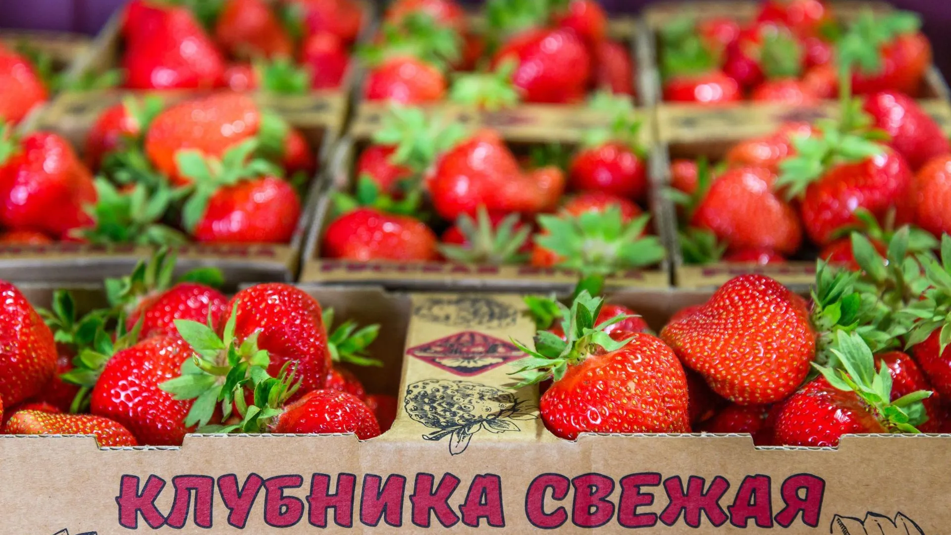 Стали известны хозяйства в Подмосковье, которые выращивают клубнику