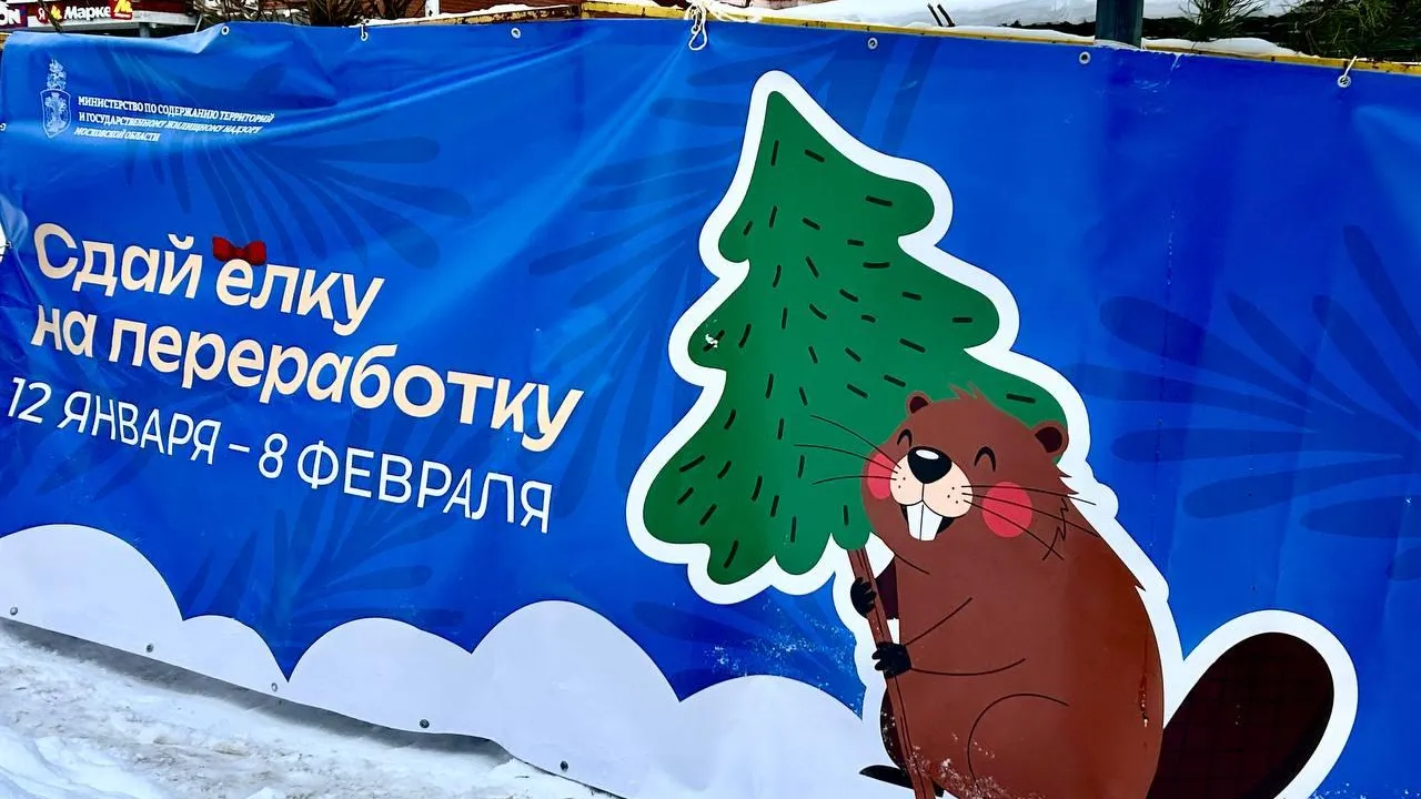 В Подмосковье собрали более 33 тонн елей на переработку в рамках экологической акции