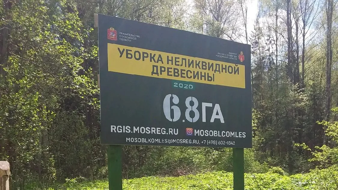 В подмосковных лесах продолжатся сплошные и выборочные санитарные рубки