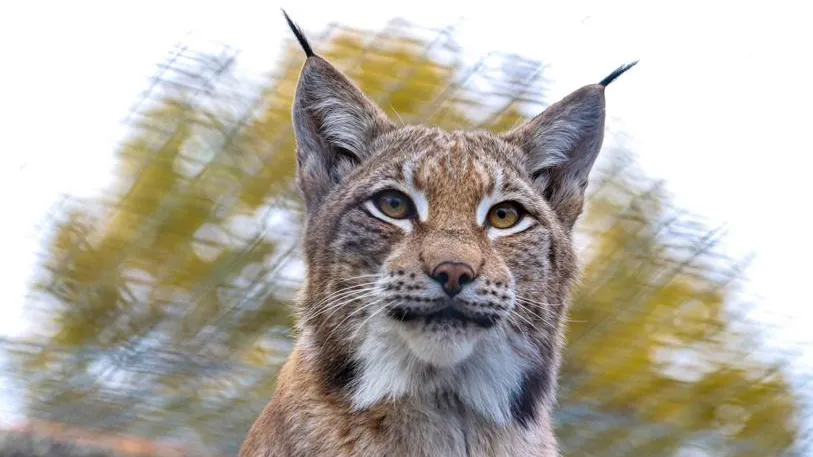 Новость о нашествии рысей в Подмосковье оказалась фейком