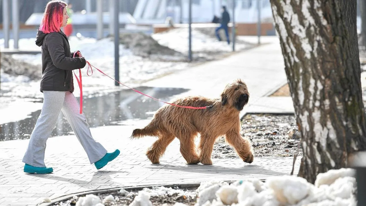 В Подмосковье ветеринары напомнили о защите питомцев от клещей