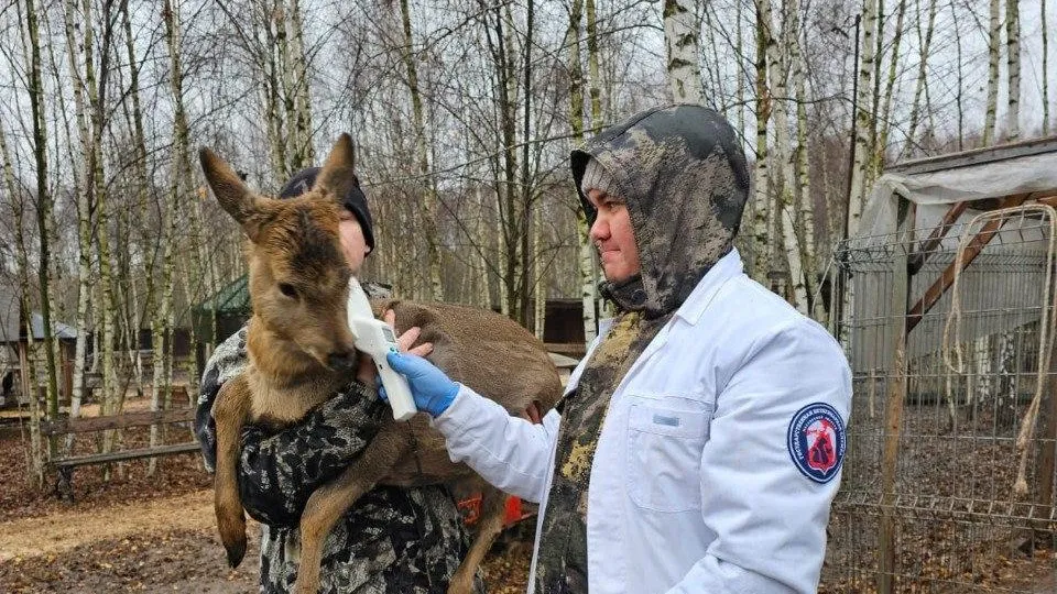 Подмосковные ветеринары провели чипирование животных в зоостудии «Ковчег»