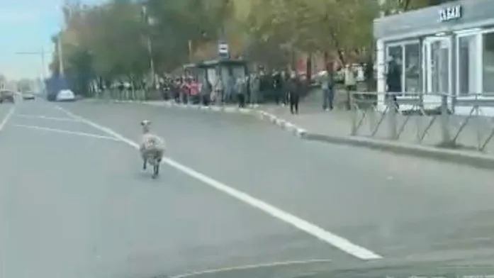 На улицах Подольска заметили бездомную овцу