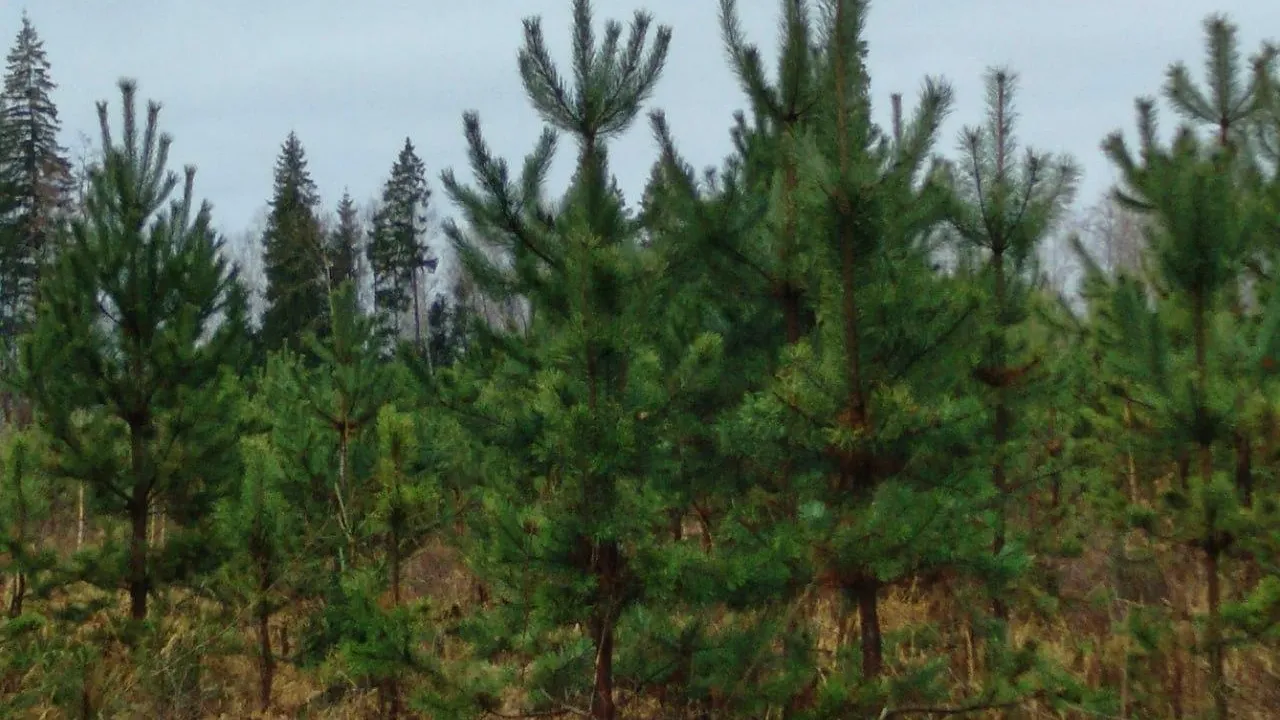 В Рузском лесничестве проводятся рубки ухода в молодняках