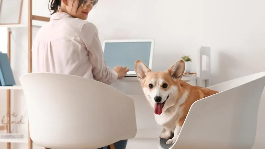 Собака и удаленка: кинолог дал советы, как соблюдать личные границы друг друга