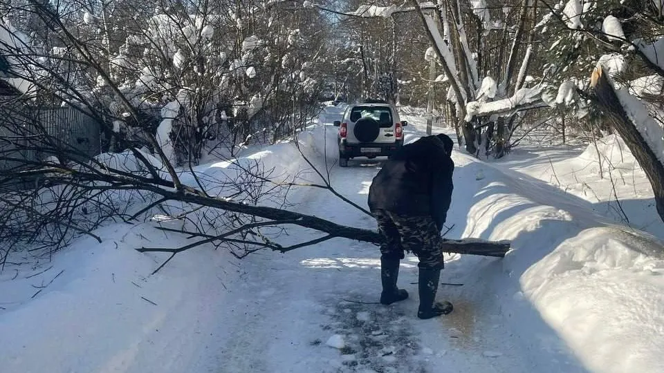 Лесная охрана устранила аварийные деревья на дорогах Подмосковья после снегопадов