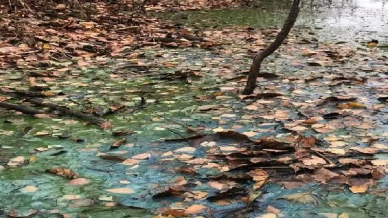 В водохранилище Орехово‑Зуевского округа не подтвердили загрязнение