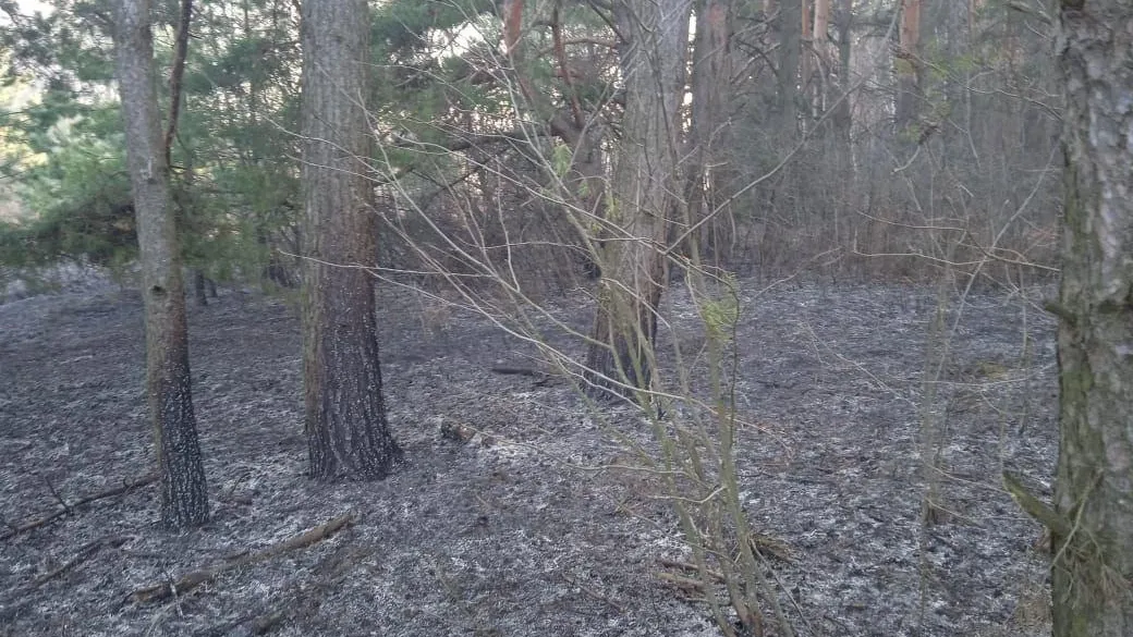 В Луховицах потушили лесной пожар, возникший из-за пала травы на смежном участке