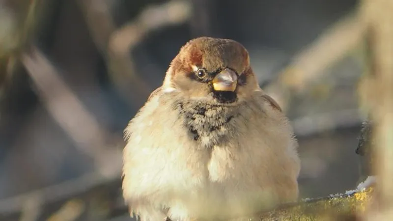 Подмосковье вошло в тройку лидеров по зимнему учету воробьев