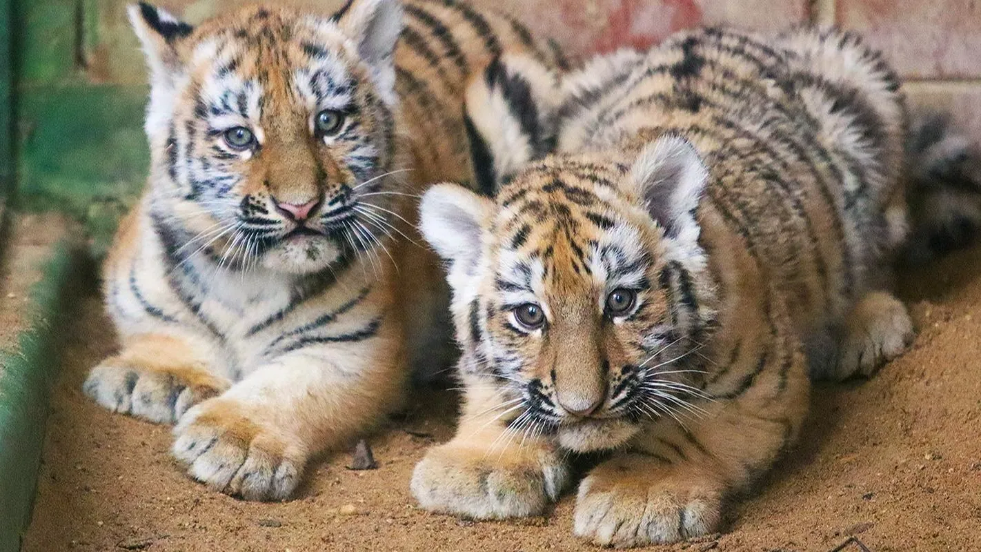 пресс-служба Департамента культуры города Москвы