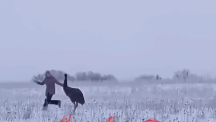 Забег со страусом: птица сбежала с частной фермы в Ленинградской области