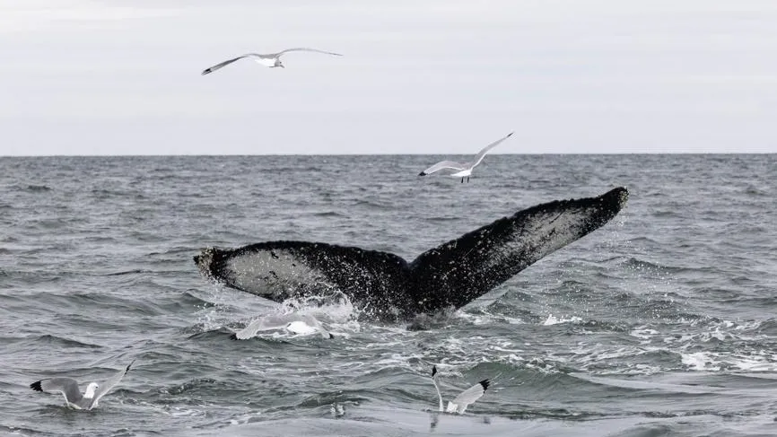 Тушу 12-метрового сельдяного кита нашли на берегу Сахалина после шторма