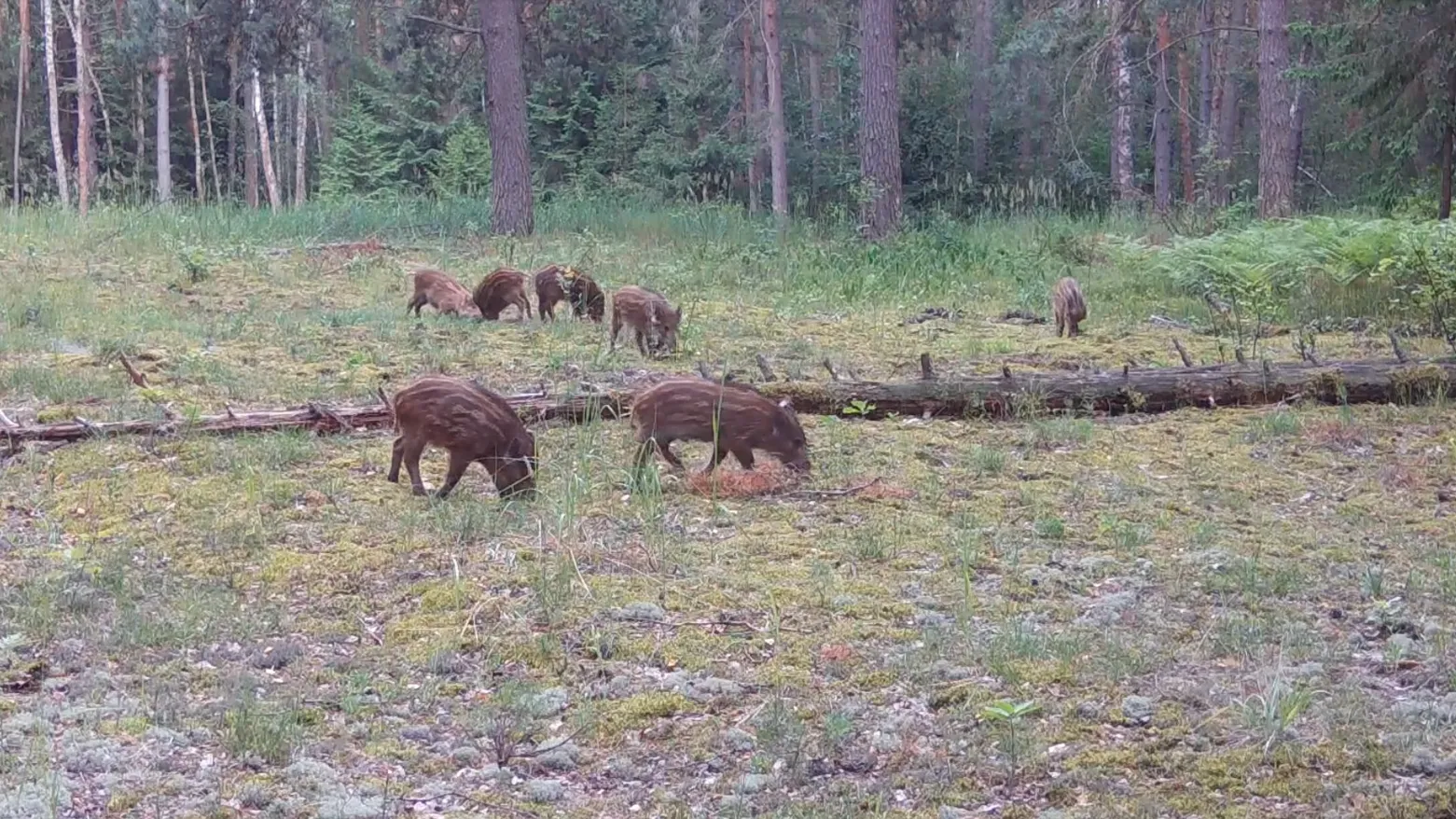 Президентский фонд природы поддержал проекты по защите лесных животных
