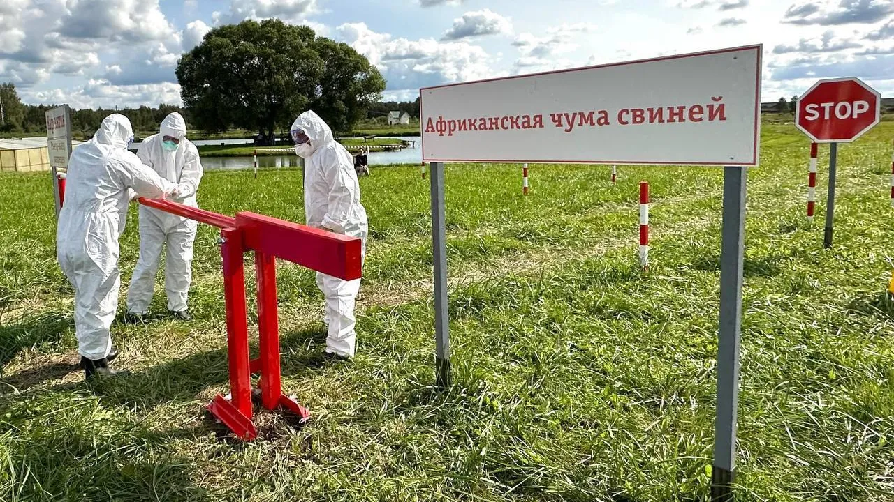 В Подмосковье провели учения по ликвидации очага африканской чумы свиней