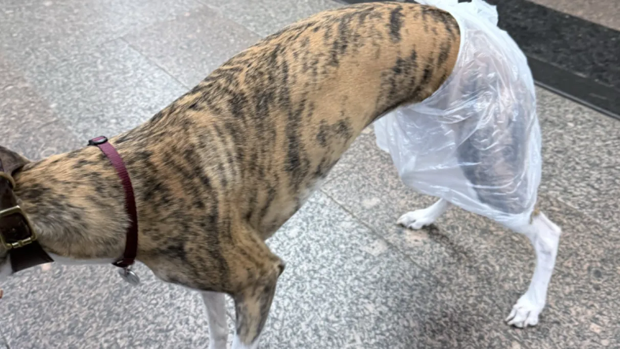 whippet_michelle