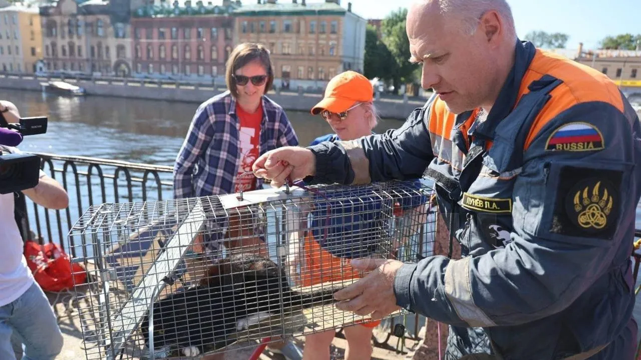 Застрявшего черно-белого кота в стене набережной Фонтанки спасли в Петербурге