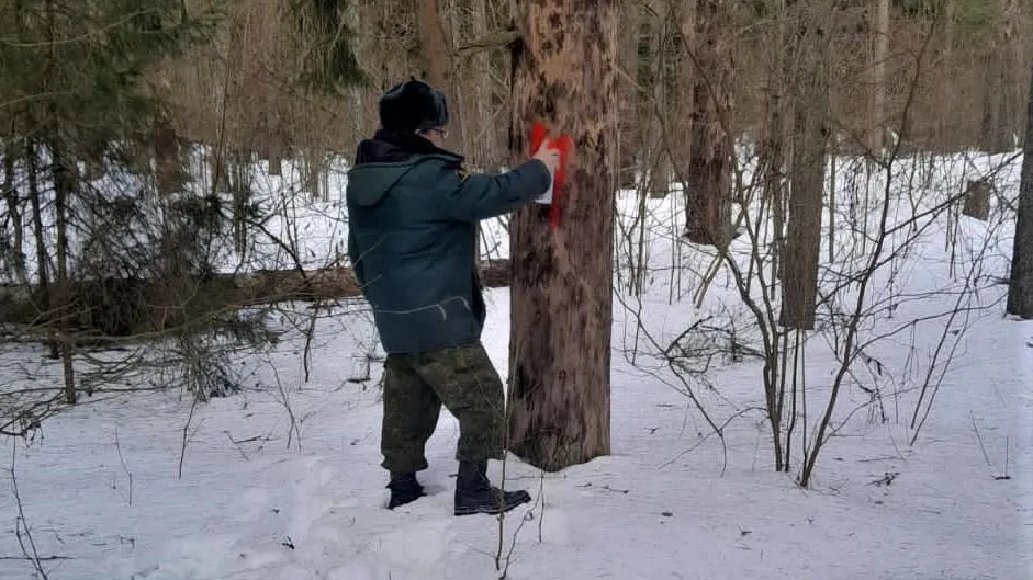 Лесничих Наро‑Фоминского округа попросили убрать аварийные деревья в СНТ «Крона‑ДПК»